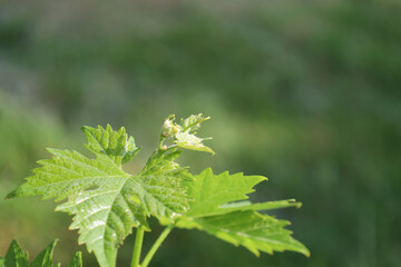Bonn Germany June 2021 Leaves of the young growing vine on the vines against a green background in natural sunlight