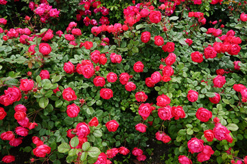 一面の赤いバラ　薔薇の花　背景素材　山下公園（横浜市）