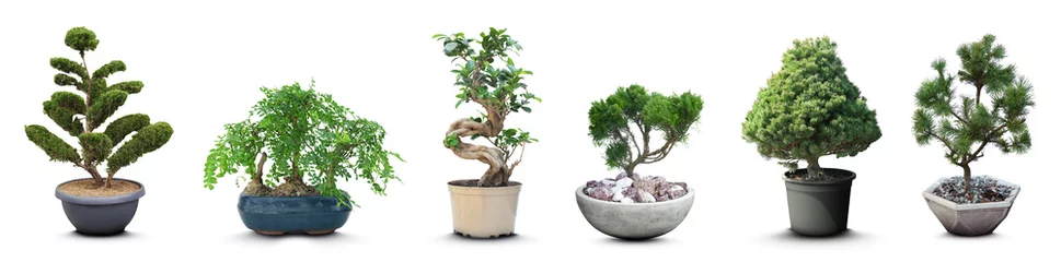 Foto auf Acrylglas Set with different beautiful bonsai trees on white background. Banner design © New Africa