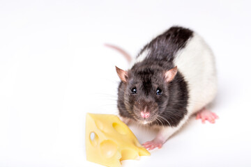 Mouse with a slice of swiss cheese isolated on white. Little mouse trying to move a piece of cheese. Cheese and mouse