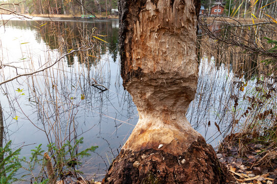 the tree that the beaver gnawed on