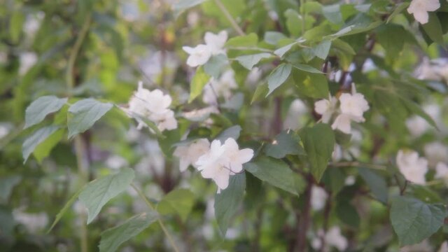Flowers of fragrant jasmine close-up, small depth of sharpness.