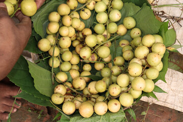 tasty baccaurea motleyana stock on basket