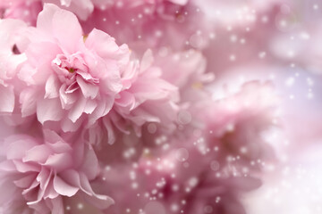 Beautiful pink sakura blossom on blurred background, closeup