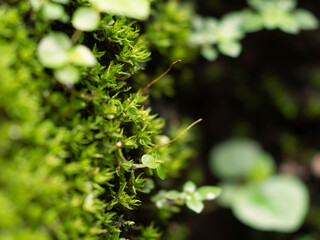 Selective focus beautiful green moss on the floor in the forest, moss closeup, macro. Beautiful background of moss for wallpaper.