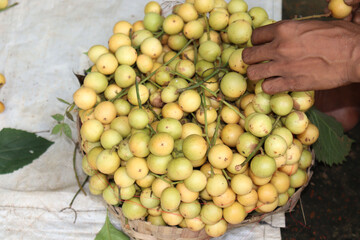 tasty baccaurea motleyana stock on basket