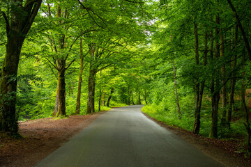 Fototapeta premium Green forest in early summer