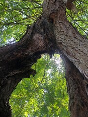 planta, árvores, natureza
