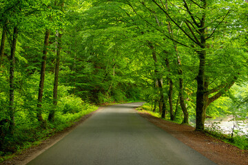 Obraz premium Green forest in early summer