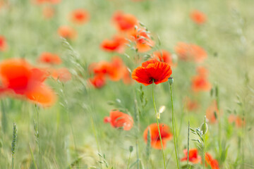 Fototapeta na wymiar Poppy flower field at sunrise