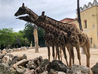 zoo, girafas 