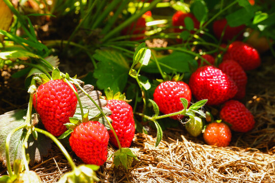 Red ripe juicy strawberries in the garden. Organic food without chemical fertilizers in the garden. A strawberry bush with ripe and green fruit in the garden.