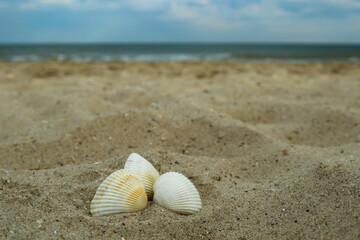 Three seashells on the sand on the beach by the sea