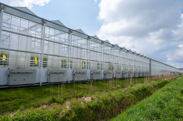 Obraz premium Agriculture in Netherlands, big glass greenhouses used for growing organic vegetables and fruits, Zeeland
