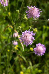 Devil's Eye (Scabiosa caucasica)