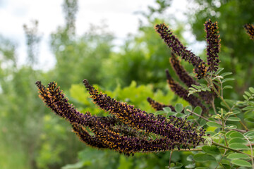 Cupid acacia (Amorpha fruticosa).