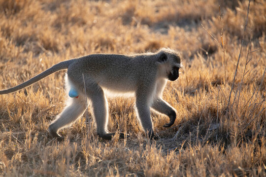 Seeking dinner - Powered by Adobe