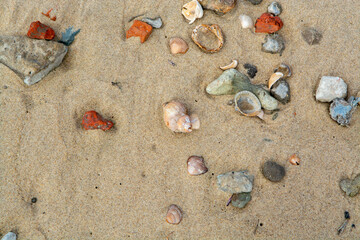 Seashells on yellow sandy beach in small Belgian town Knokke-Heist, luxury vacation destination, summer holidays