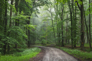 Foggy forest, at sunrise