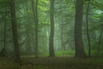 Fototapeta na wymiar Foggy forest, at sunrise