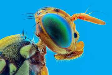 close up of a solodier on a blue background