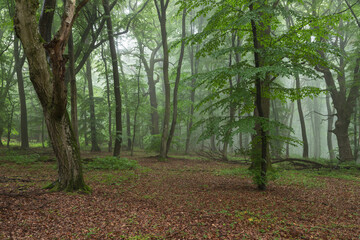 Foggy forest, at sunrise