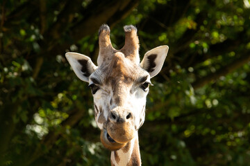 Naklejka na ściany i meble Rothschild's giraffe (Giraffa camelopardalis rothschildi) a single adult Rothschild's giraffe with a natural background