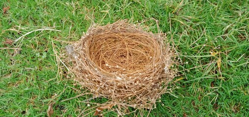 bird nest,bird nest in field