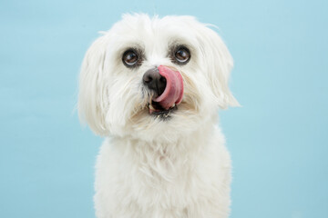 Portrait maltese dog licking its lips. Isolated on blue colored background - obrazy, fototapety, plakaty