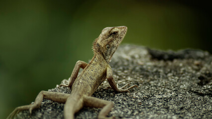 Close up images of wild lizard