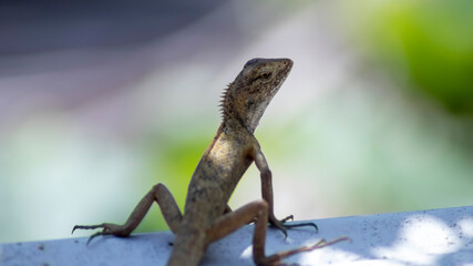 Close up images of wild lizard