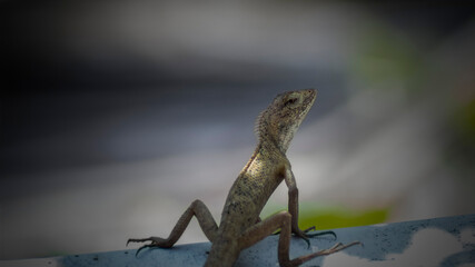 Close up images of wild lizard of the chameleon family.