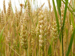 green wheat field