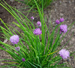 Chives. Onion plant blossoming.