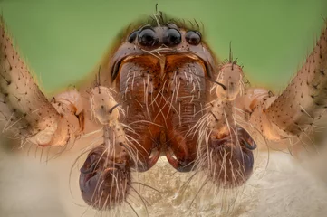 Wandaufkleber Macro of a spider © Harry