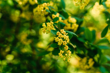 Spring branches with flowers, natural background