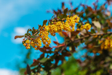Spring branches with flowers, natural background