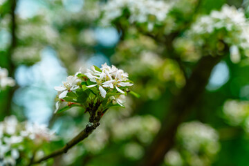 Spring branches with flowers, natural background