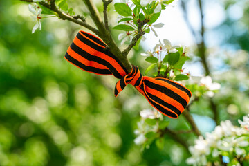 St. George's ribbon as a symbol of victory on the spring branch Holiday concept