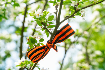 St. George's ribbon as a symbol of victory on the spring branch Holiday concept
