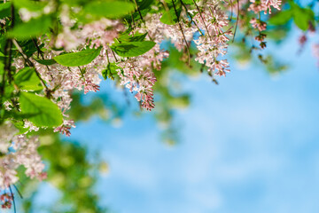 Lilac flowers with blue sky, natural spring background. Copy space