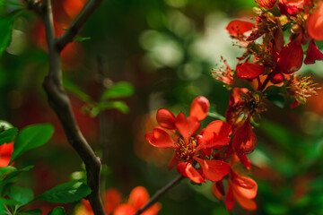 Red flowers on a spring branch, natural background