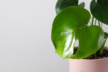  Monstera deliciosa in pink pot on white background. Home tropical gardening minimalist trendy concept. Close up