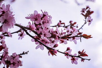 view of cherry blossoms in spring