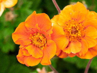 bright orange flowers in spring