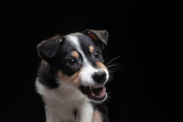funny border collie puppy. The dog is grinning, playing