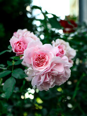 beautiful pink pastel roses in bright garden. valentine and bridal vintage card design.