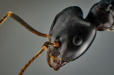 Macro of black ant