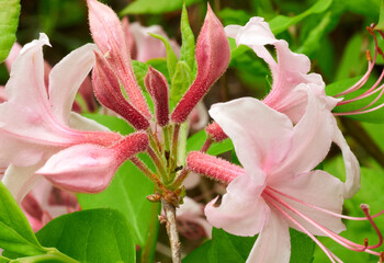 azaleas in very bright colors