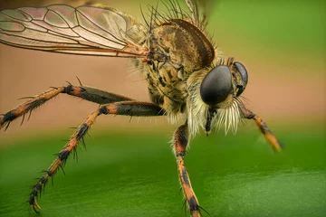Foto auf Alu-Dibond Macro of a robber fly © Harry